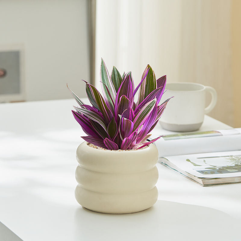 Tradescantia potted plants