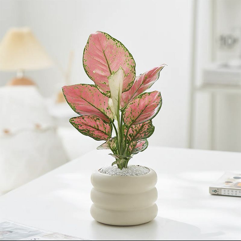 Ruyi Red Potted Plant