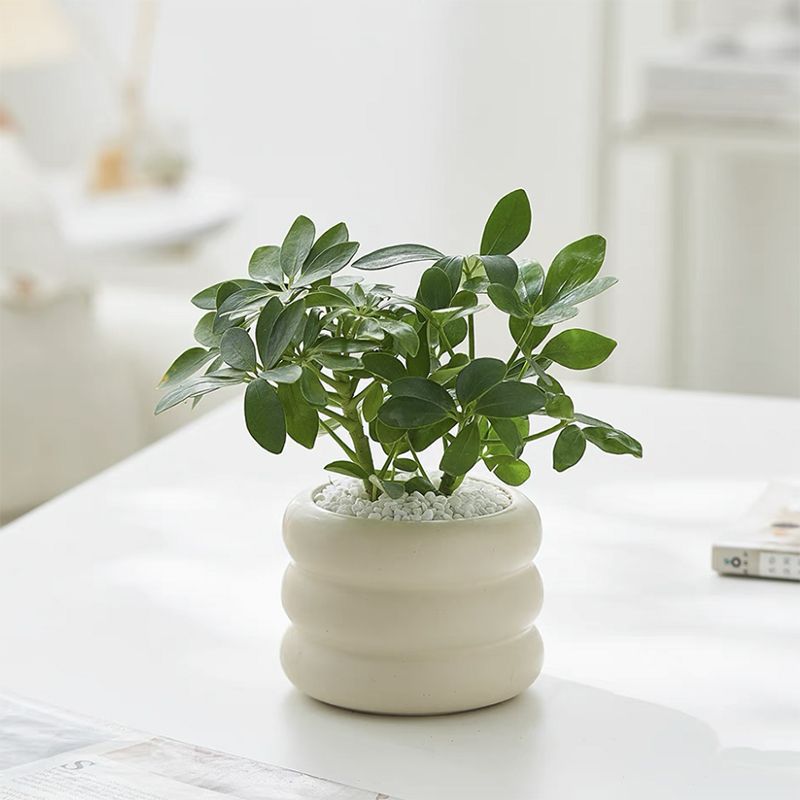 Eight-way Fortune Bonsai