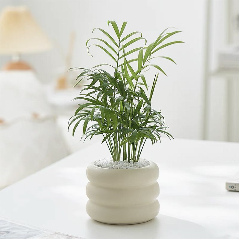 Miniature coconut potted plant