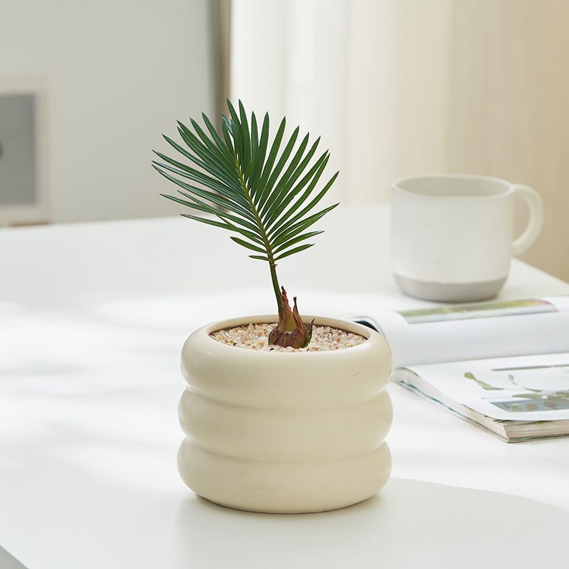 Small iron tree potted plant