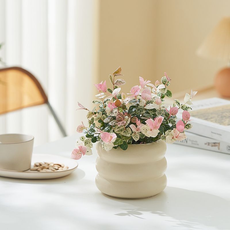Trachelospermum variegatum potted plants