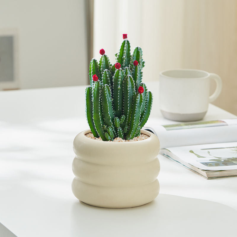 Cactus potted plants