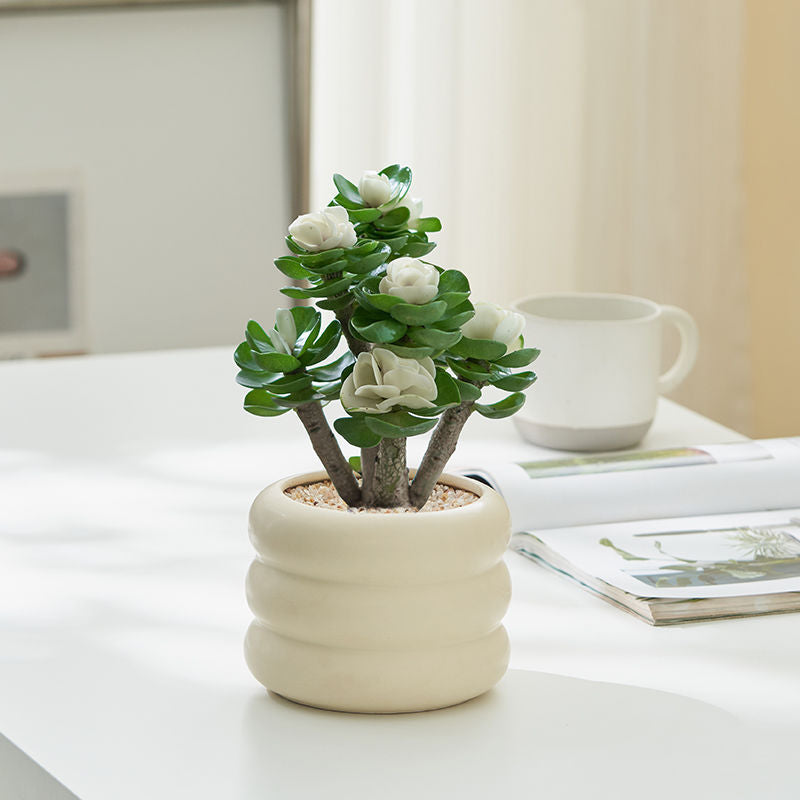 Jade-brocade money tree potted plant