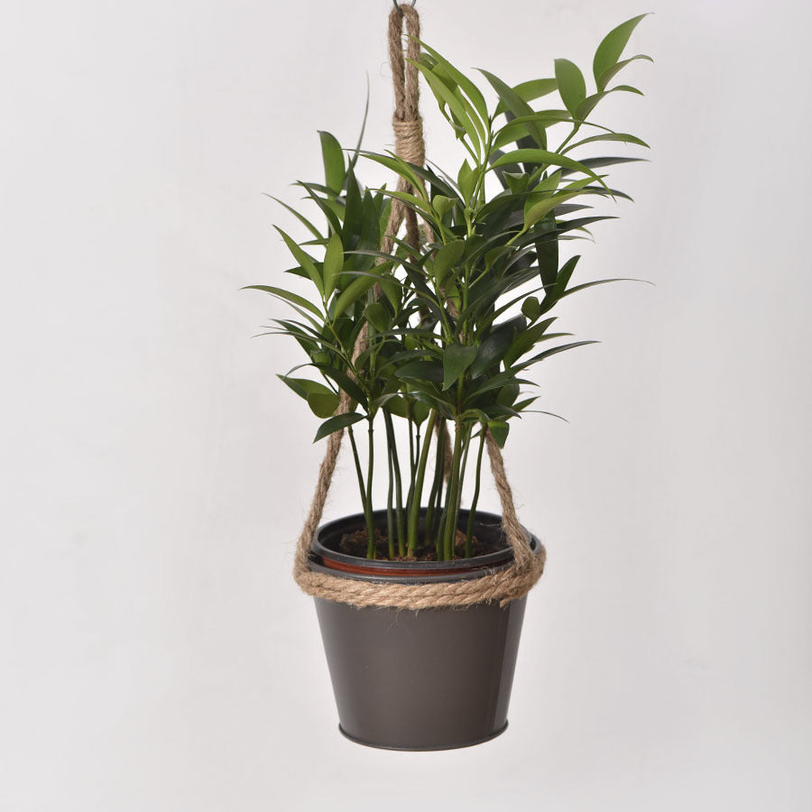 Hanging flower pots