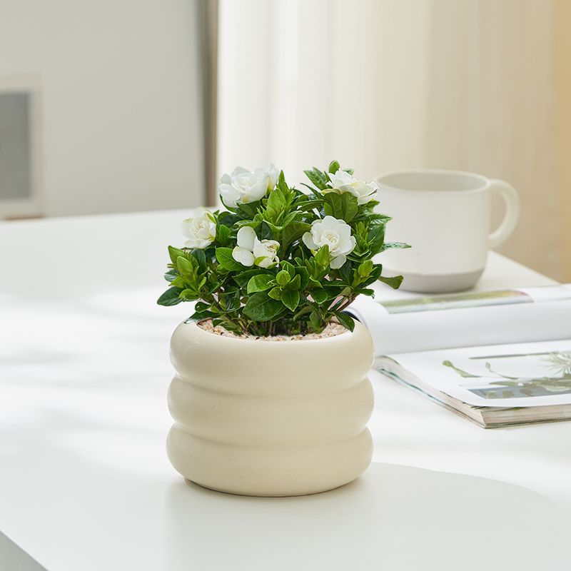 Large-leaf gardenia potted plants