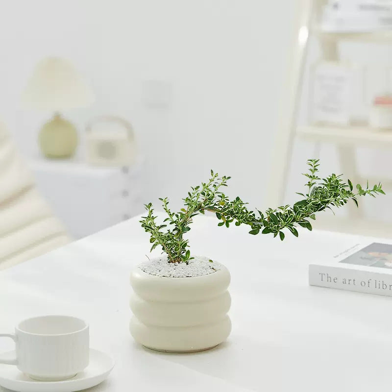 Serissa bonsai