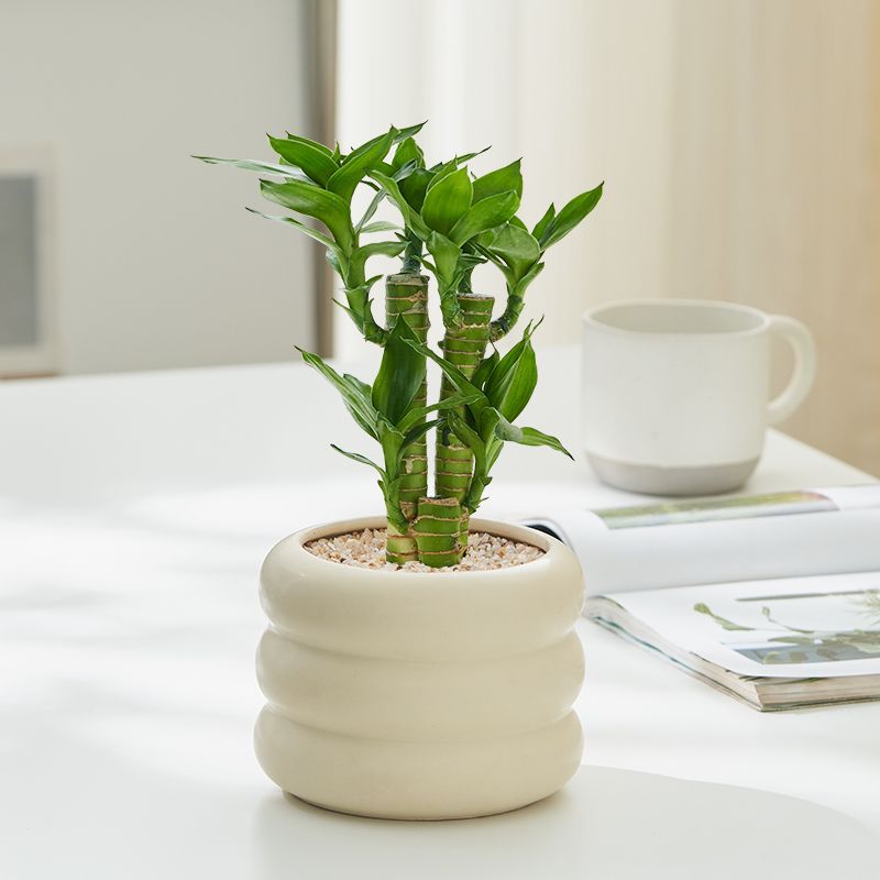 Lucky bamboo potted plants