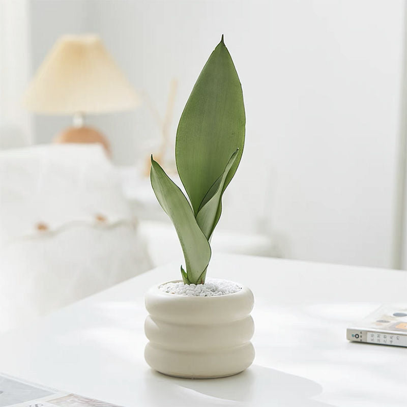 Magnolia potted plants